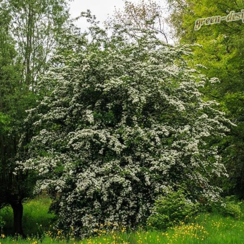 Боярышник кавказский (Crataegus caucasica) СЕМЕНА 30 шт + подарок |