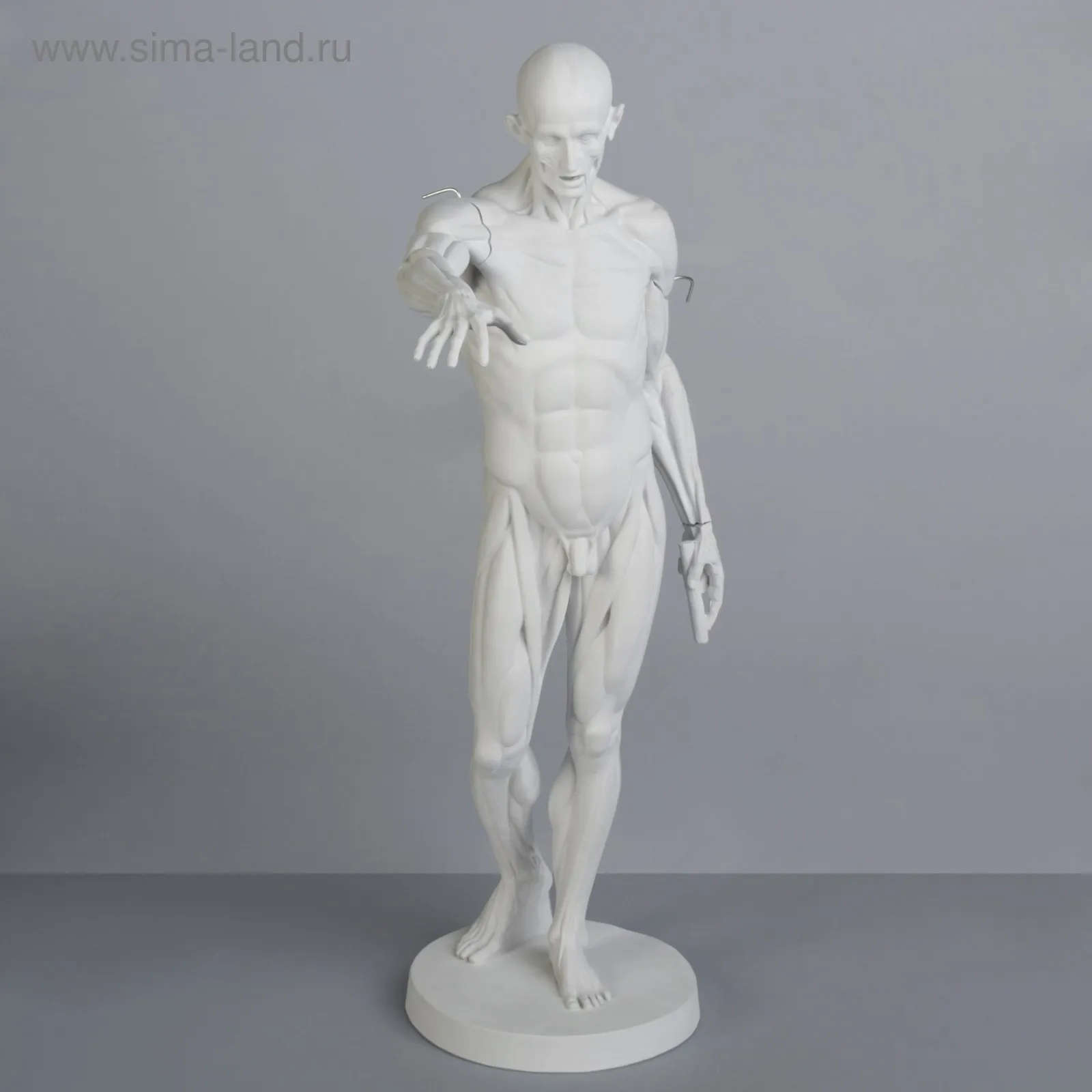 Рисунок 2 - Гипсовая фигура анатомическая: Гудон