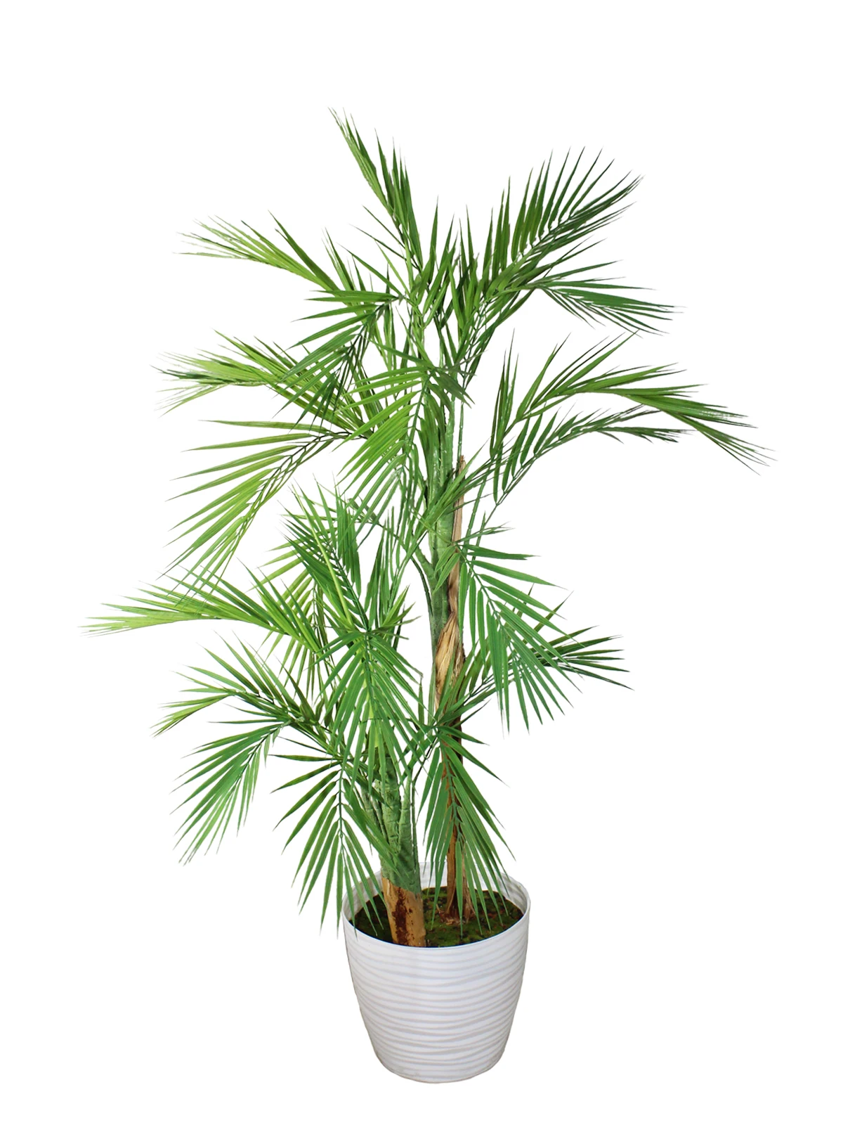 Купить Пальму Комнатную В Дмитрове