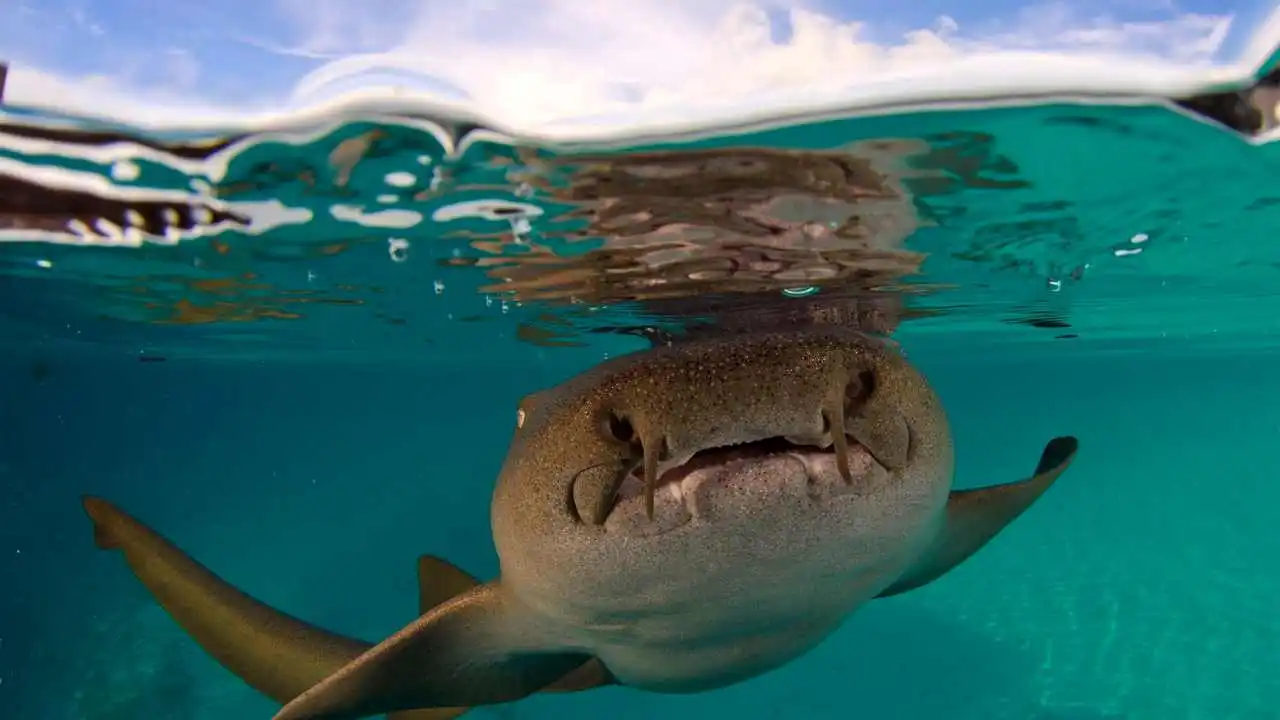 LinxOne картина на экокоже  