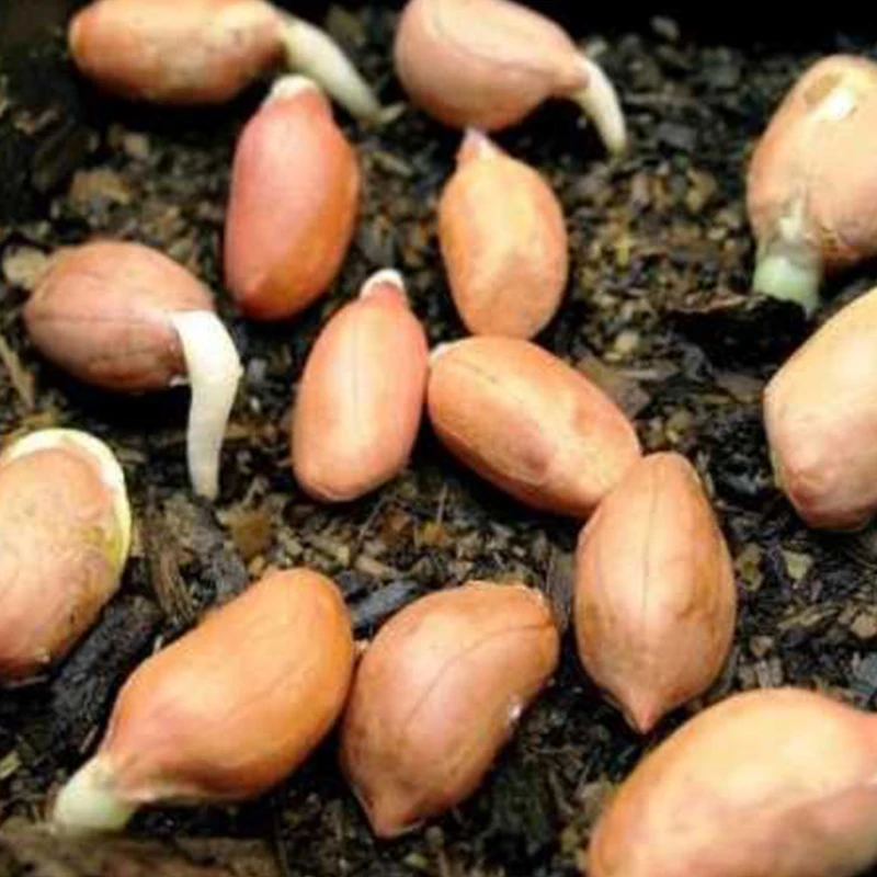 земляной орех, арахис (arachis hypogaea). посадка арахиса. арахис в огороде. посадка арахиса. арахис саженцы.