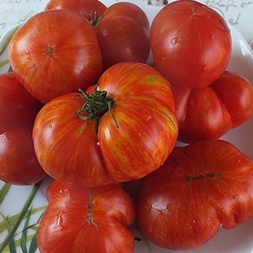 томат dwarf firebird sweet. томат жар птица характеристика и описание сорта. томат жар горящие угли. томат жар птица. томат жар птица сладкая.