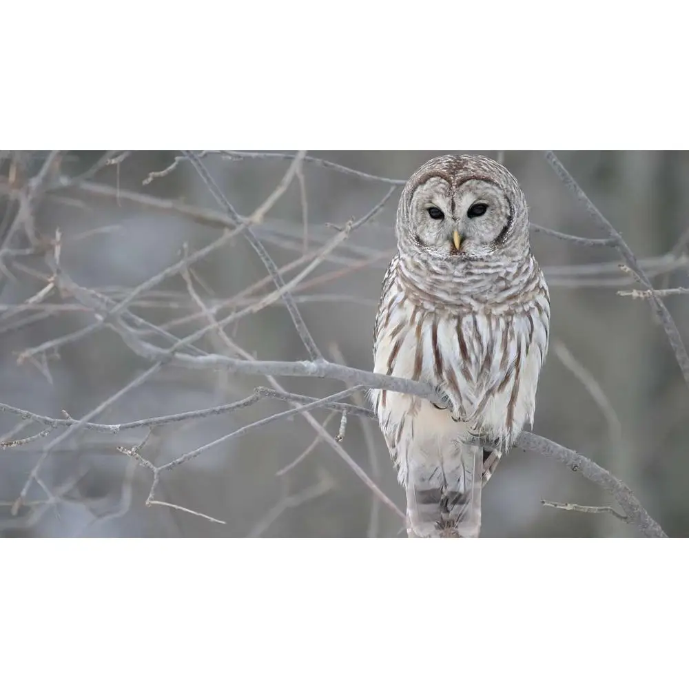 Монитор сова. Сова стекло. Фартук Сова