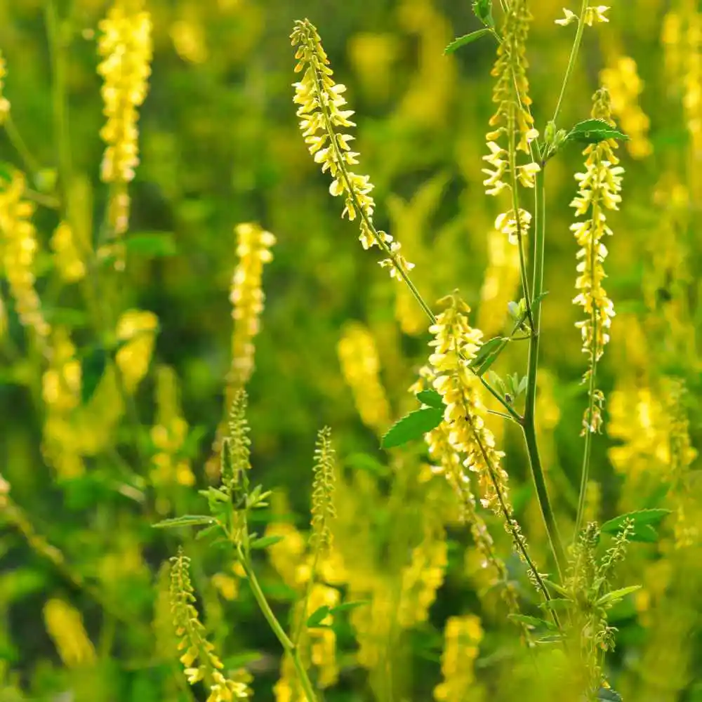 Донник белый - Медовый Клевер (Лат. Melilotus albus) семена 150шт + подарок |