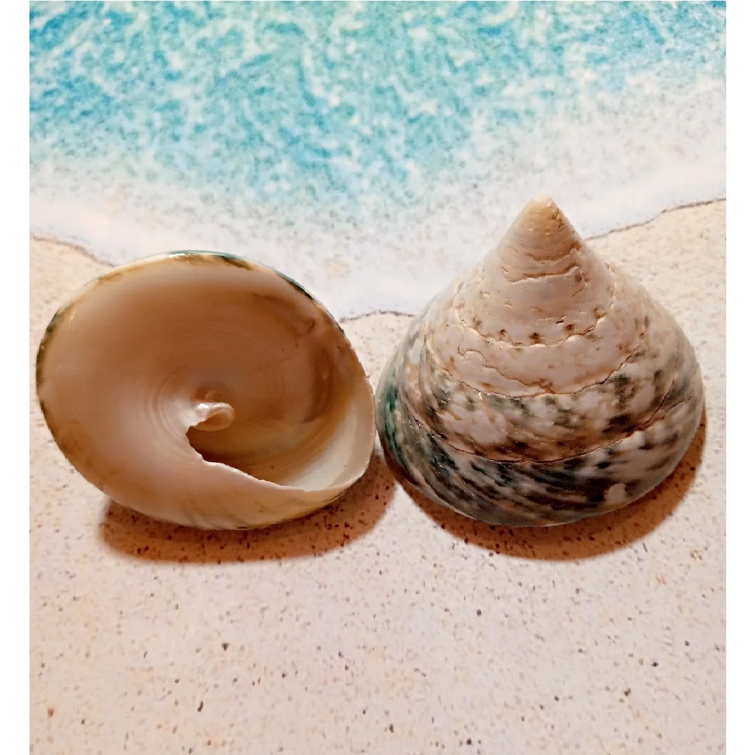 Ракушка морская Тектус Пурамис зеленый 4-6см 2 шт