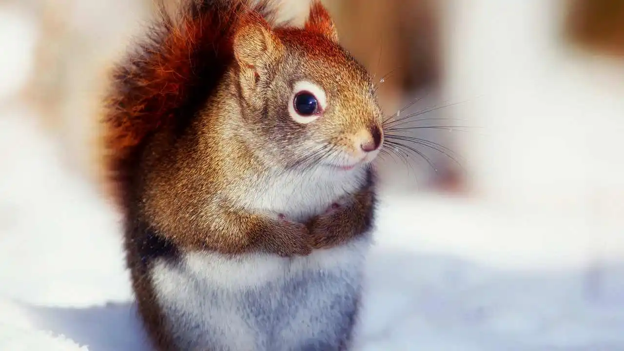 LinxOne картина на холсте  