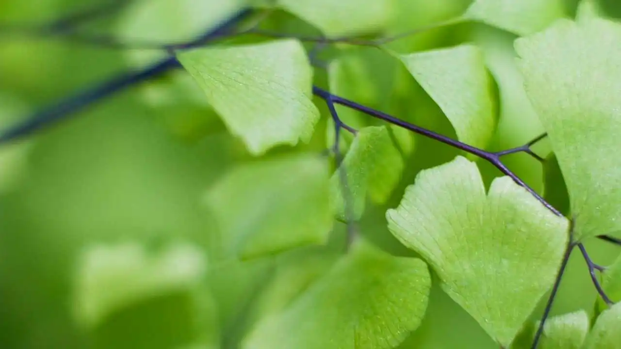 Leaves 900. Прожилки листа. Зеленый лист. Красивые листья. Leaves 900.