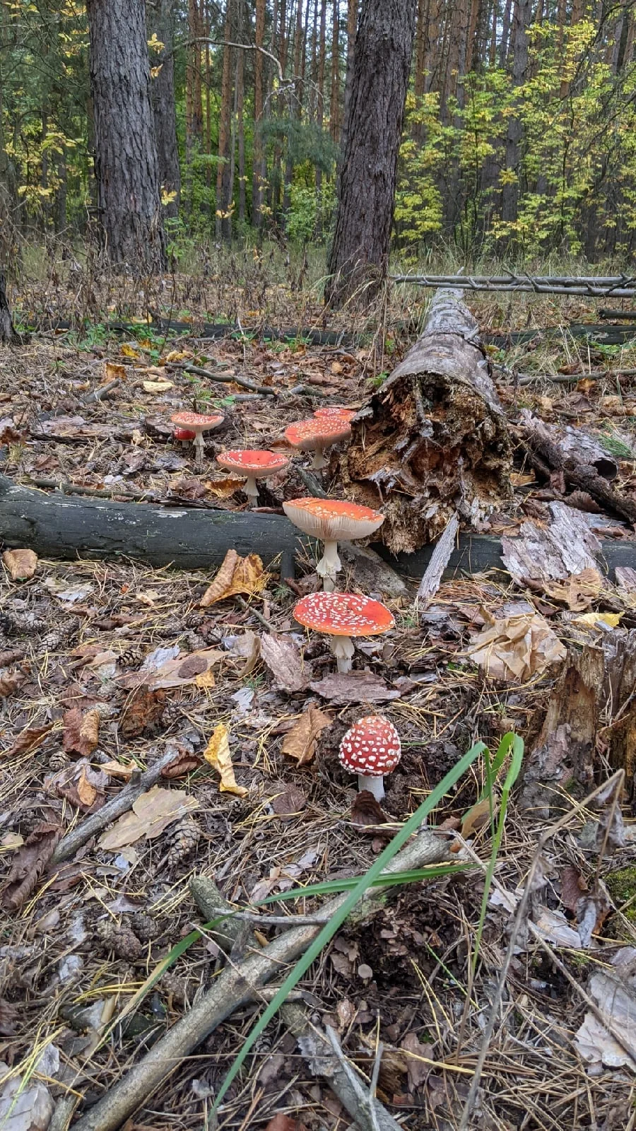 Гриб Мухомор Сушенный Красный, Шляпки Мухомора ,Микродозинг, 25/50/100 ...