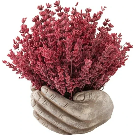 

PERFECT GIFT FOR VALENTINE'S DAY Aver Design Lavender Design in Palm Pot It is prepared with shock-free burgundy lavender in a