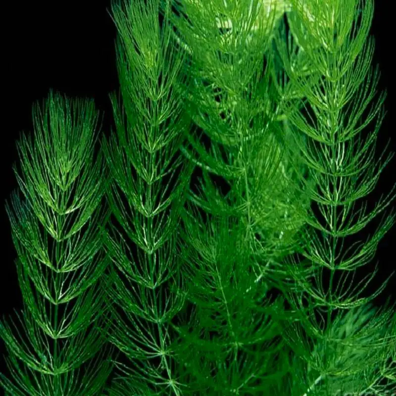 роголистник донской. роголистник кубинский красностебельный. роголистник плавающий. роголистник полупогруженный. роголистник лисий хвост.