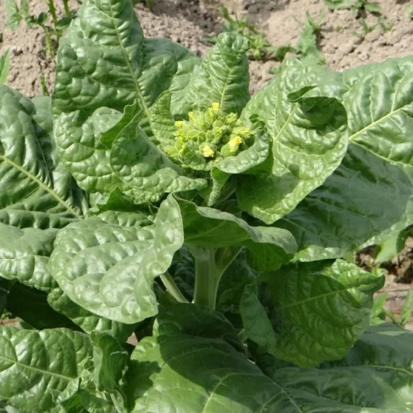 махорка крупка № 3 (дой-пак). махорка 40 гр флоупак. махорка. махорка табак для самокруток советская. махорка крупка 25гр.