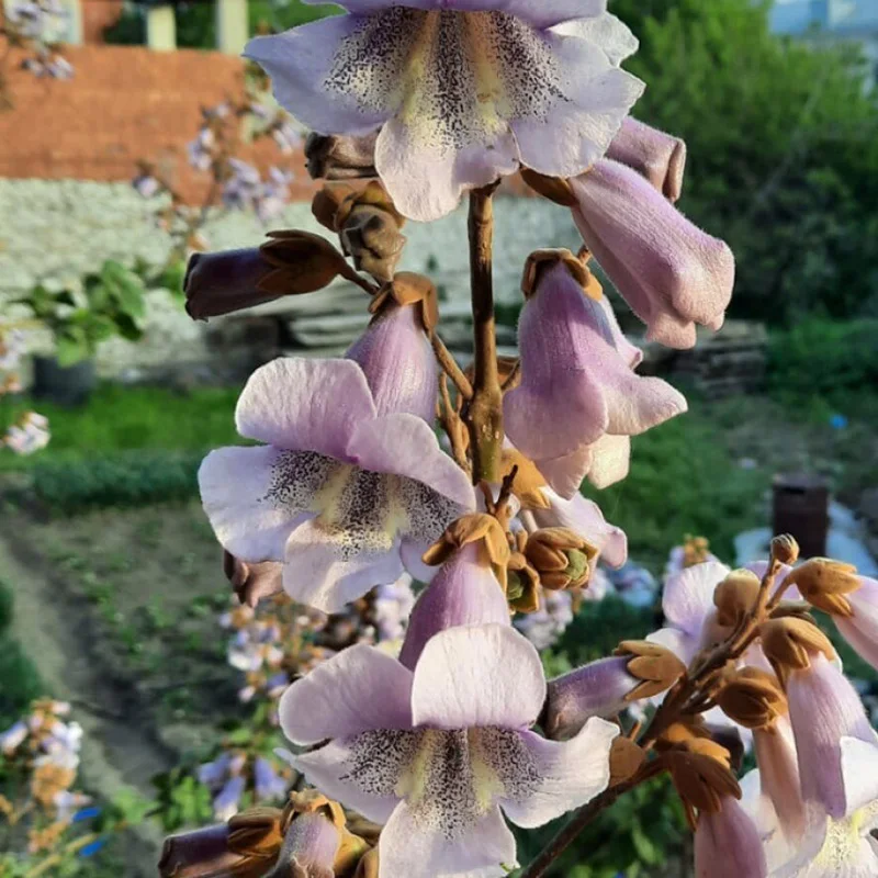 Павлония шань тонг. Павловния шань - тонг. Павловния шан. Императорское дерево павловния. Павловния пао тонг.
