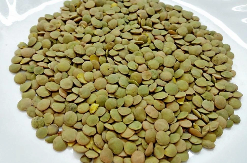 чечевица зелёная нешлифованная. чечевица крупносемянная семена. соя. чечевица коричневая. чечевица чечевится.