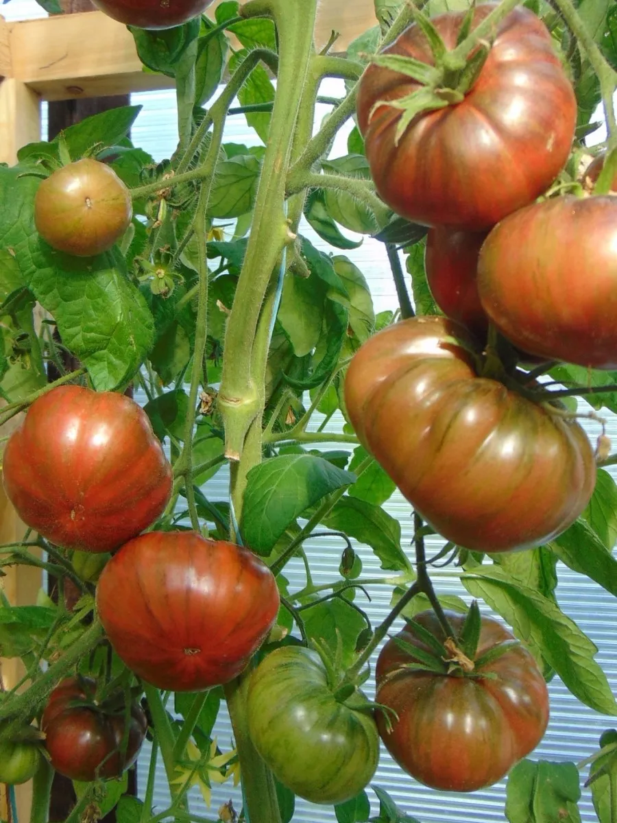 Томат красотка сьюзи. Красотка ф 1 помидоры. Томат северная красавица. Томат памелла f1. Томат лотарингская красавица алый мязина.