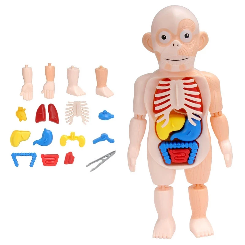 

Children Montessori 3D Puzzle Human Body Anatomy Model Educational Learning Organ Assembled Toy Body Organ Teaching Tool for Kid