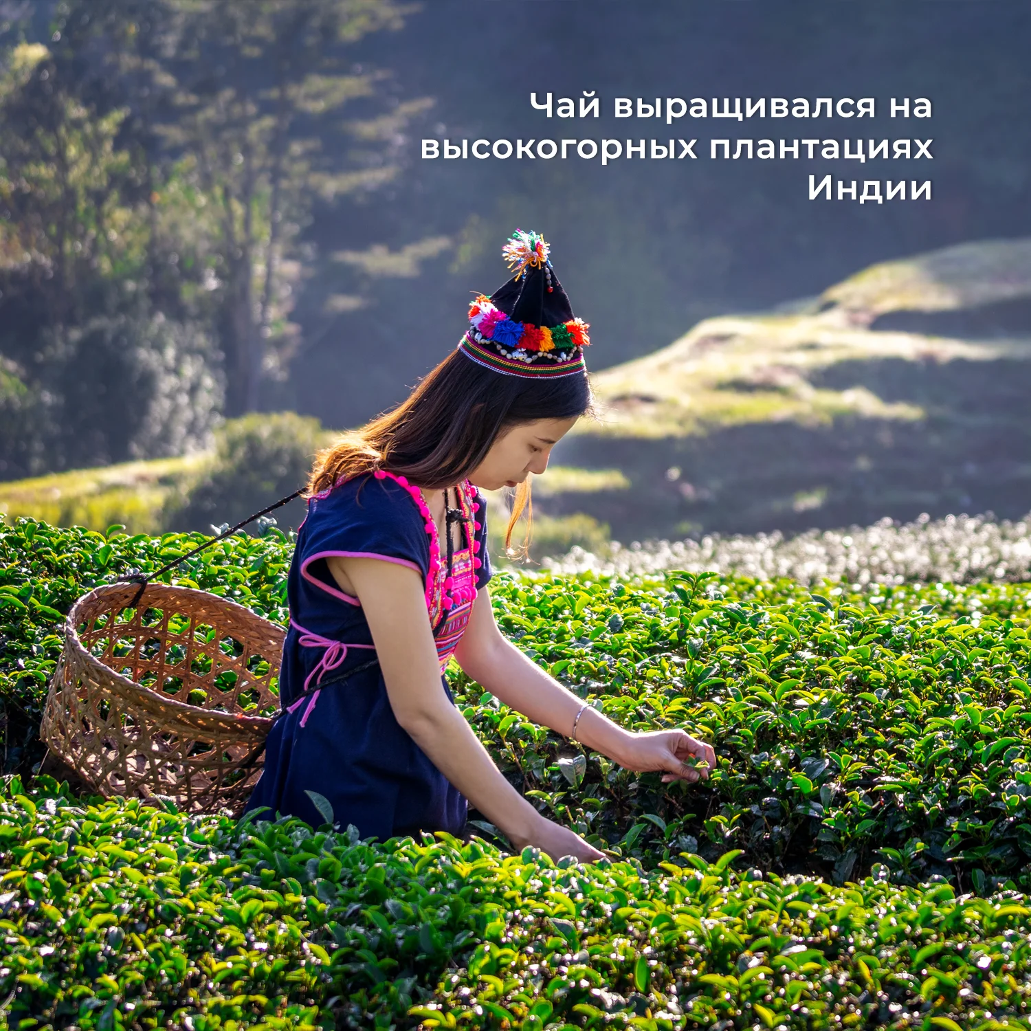 Рисунок 5 - Индийский черный чай Ассам FTGFOP
