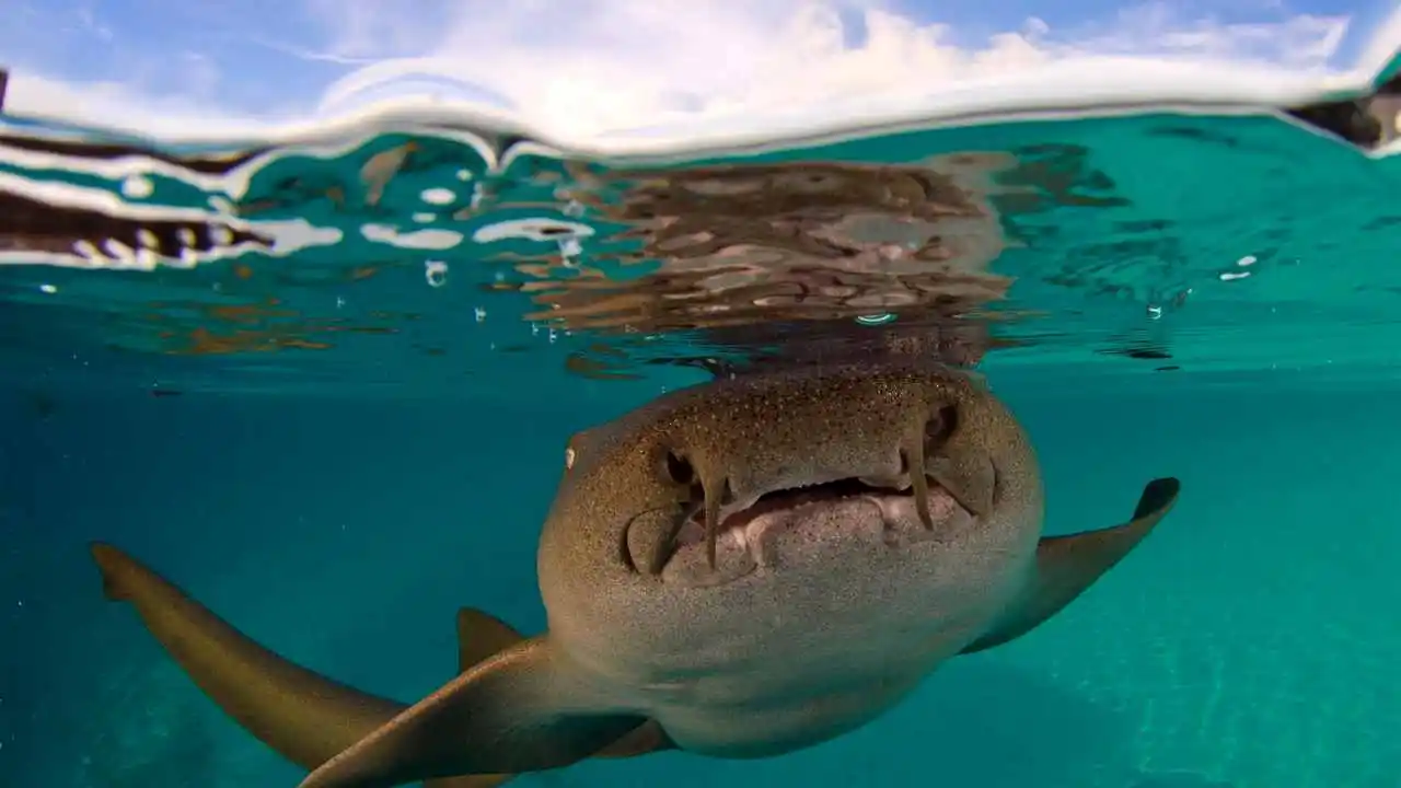 LinxOne постер на экокоже  