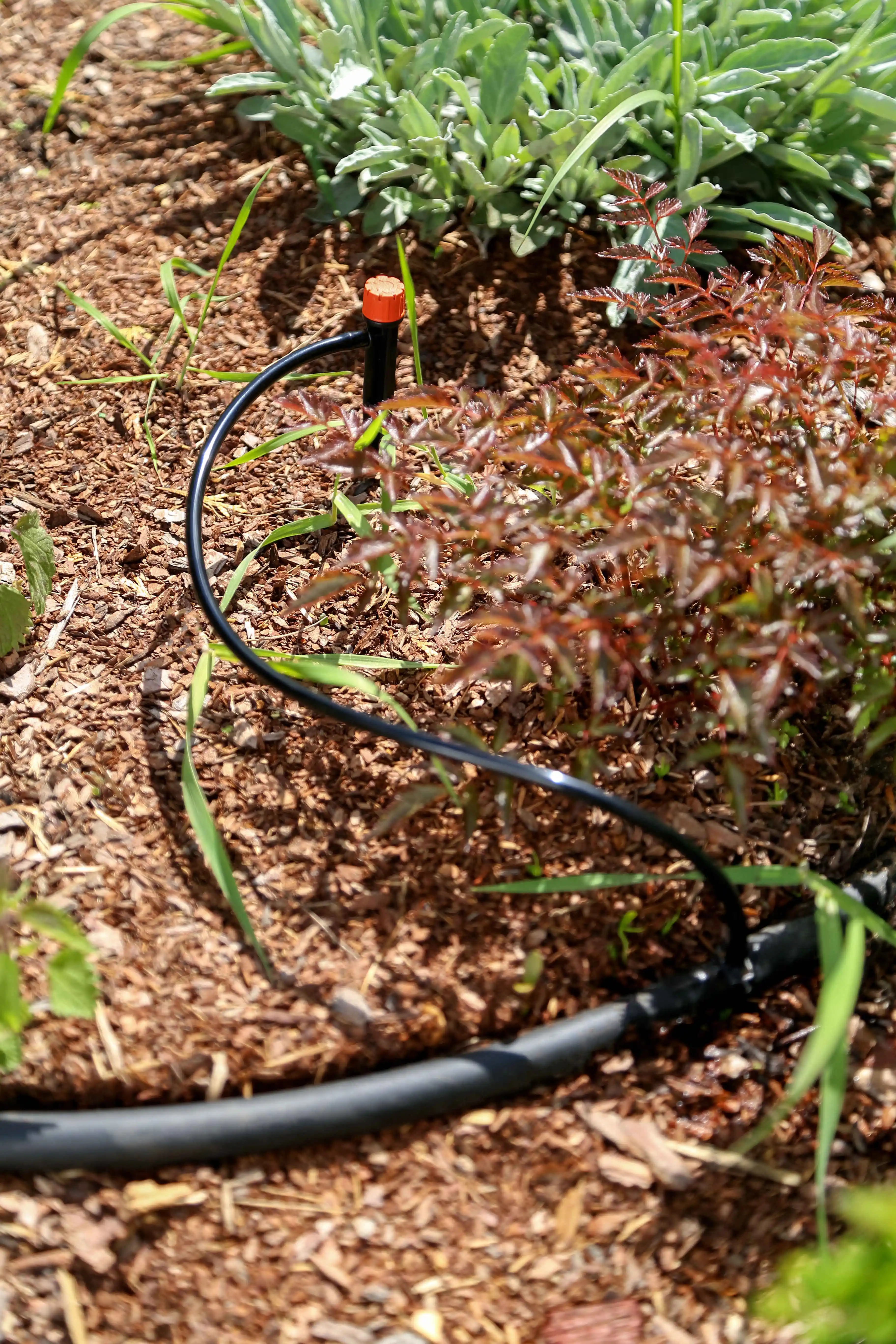 Микродождевой полив кустарников и деревьев Жук 20/40 на растений Микродождевой полив кустарников и деревьев Жук 20/40 на растений