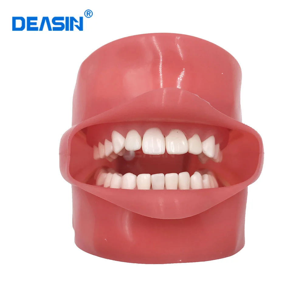 

Dental Phantom Head for Dental School Teaching Model Standard Tooth Model 28pcs Teeth Soft Gum Screw Fixed DP Articulator