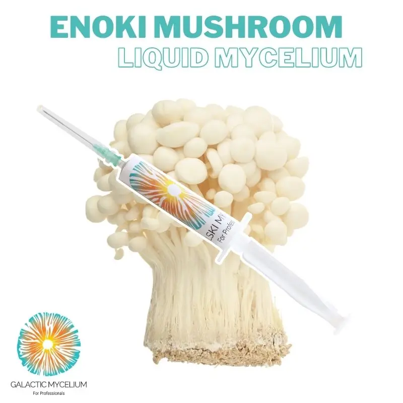 

Жидкий гриб Enoki, мицелий, специальная серия 40 см3