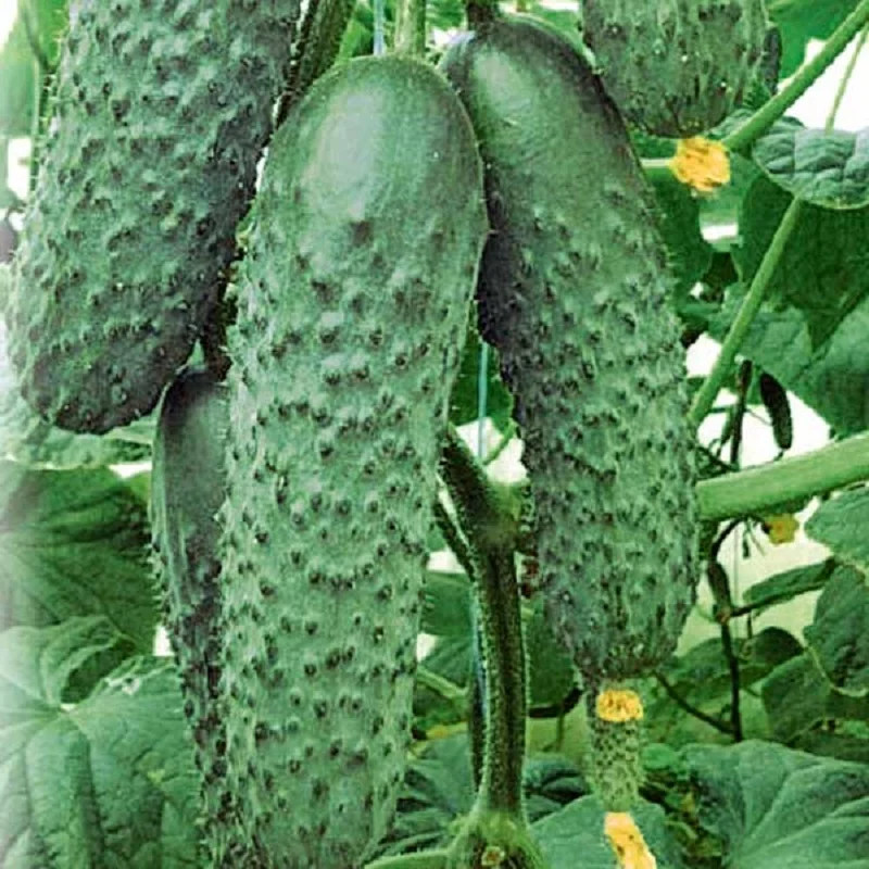 Семена Огурцов Щедрик Купить