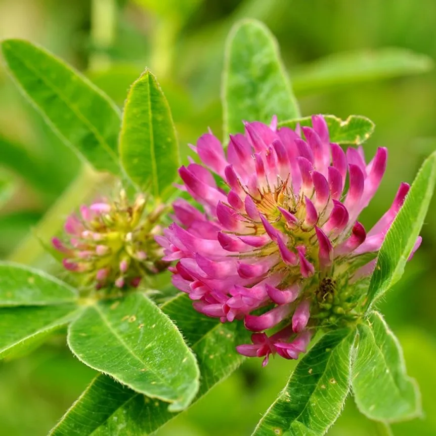 Клевер луговой клевер красный. Клевер красный семена. Клеверкрасныйлкговойрастенте. Клевер красный луговой. Клевер луговой.