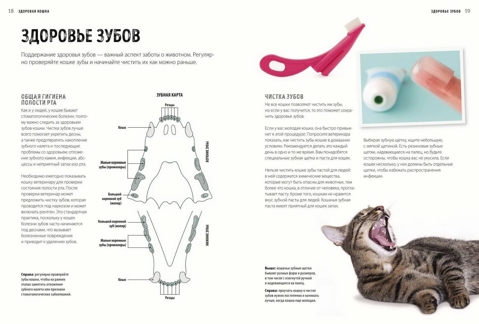 первая помощь кошкам книга купить. помощь кошкам. первая помощь кошке. осмотр кошки книга. осмотр кошки книга.