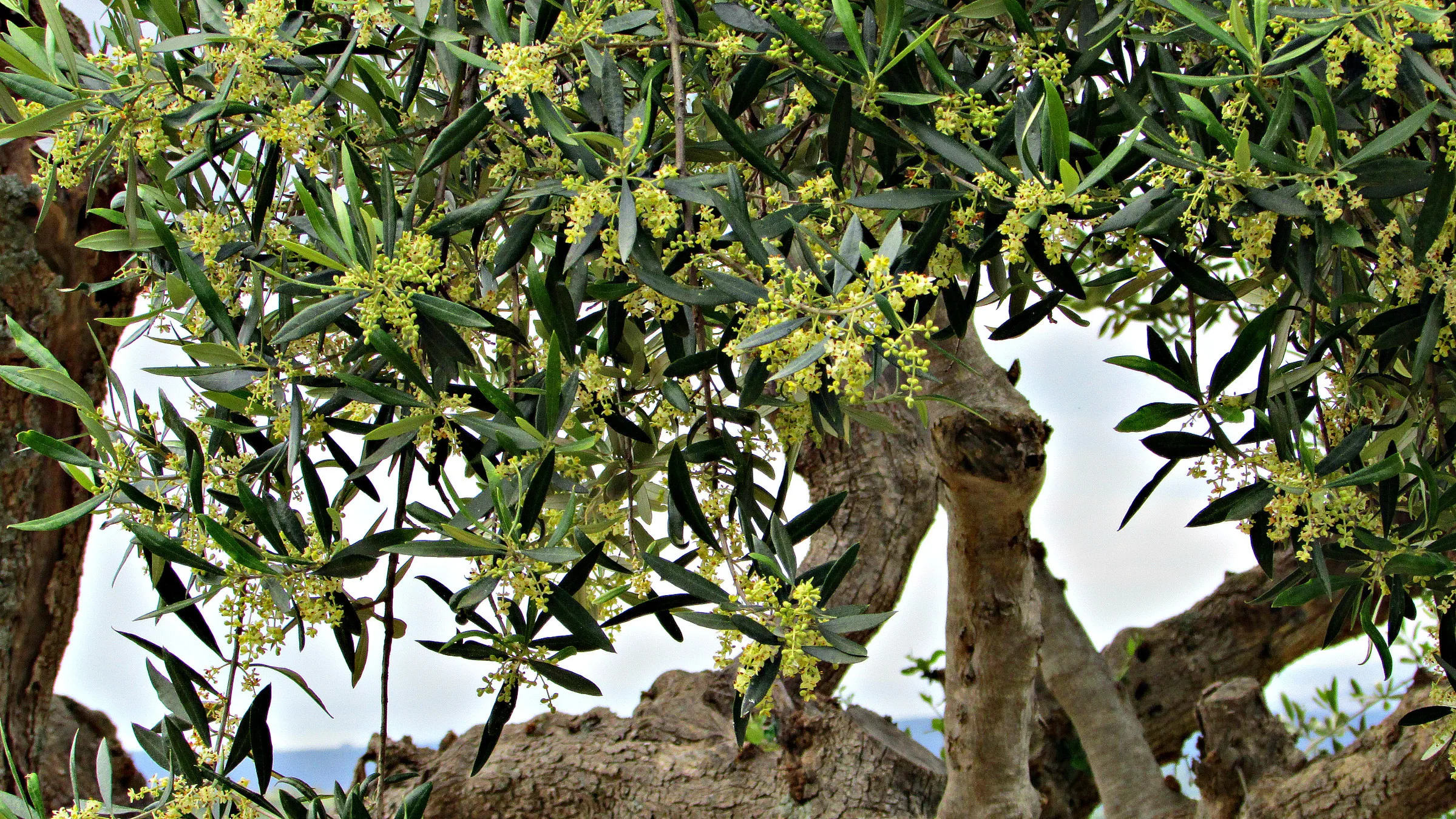 Цветущая олива. Цветущая олива. Маслина цветущая желтыми соцветиями. Олива европейская цветение. Цветущая олива.