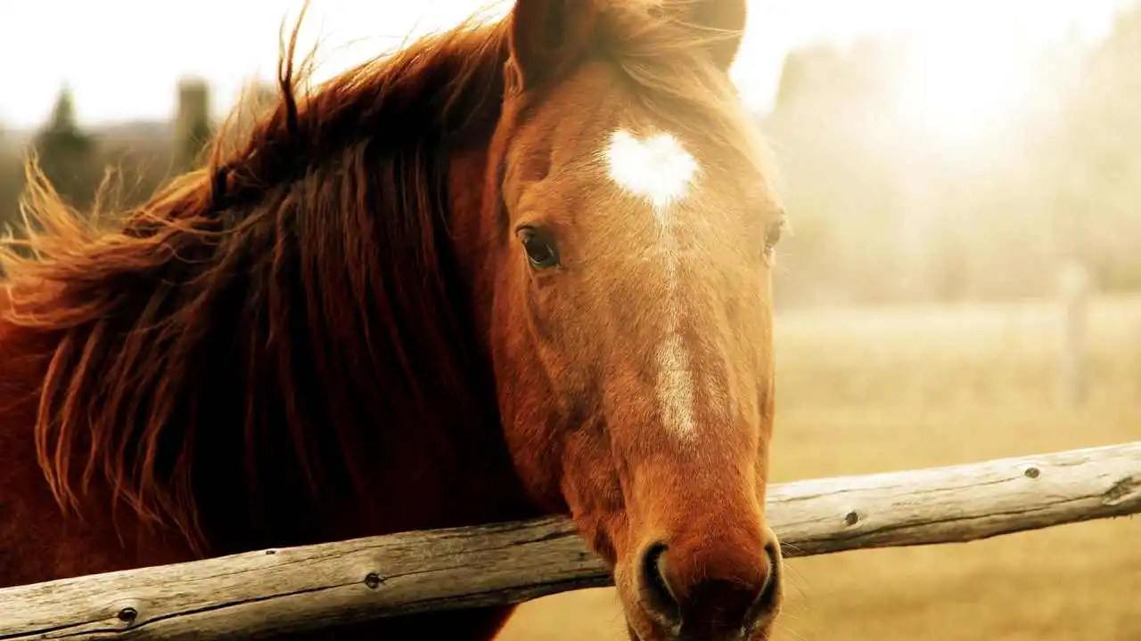 LinxOne постер на экокоже  