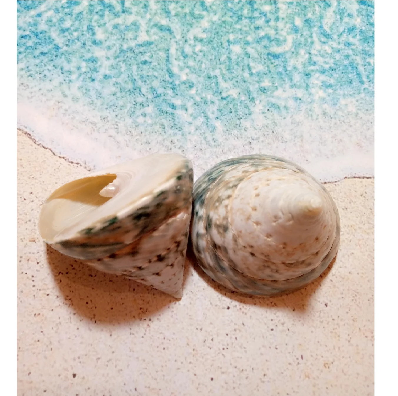 Ракушка морская Тектус Пурамис зеленый 4-6см 2 шт