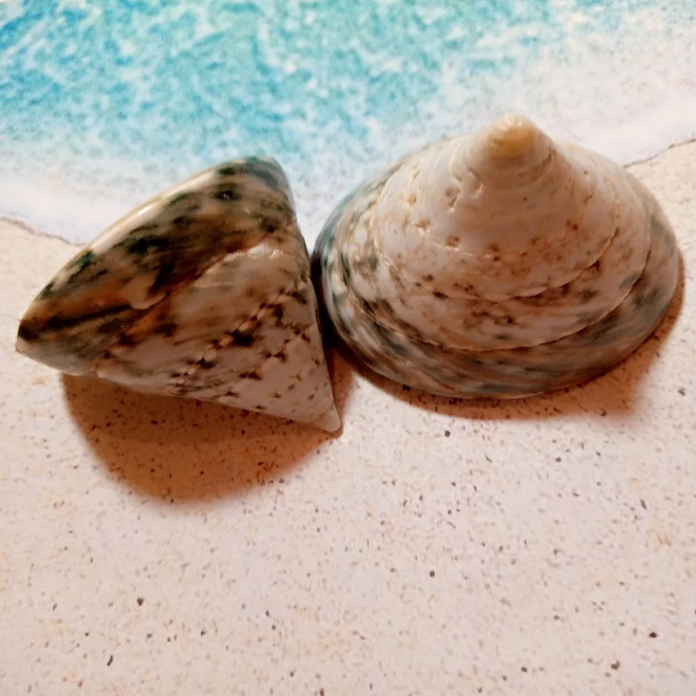 Ракушка морская Тектус Пурамис зеленый 4-6см 2 шт