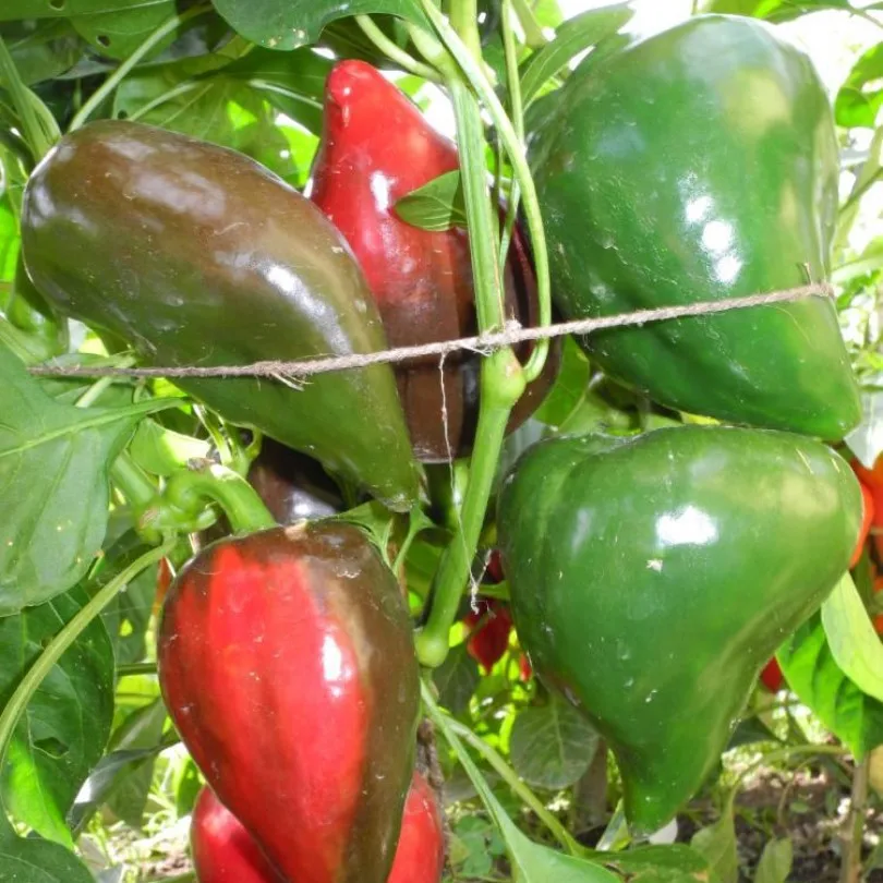 сладкий перец леси