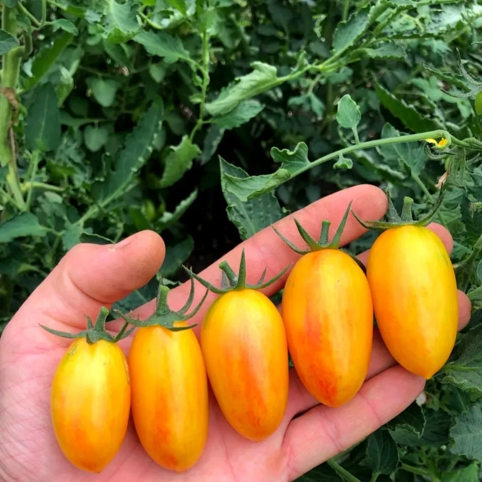 томат золото амишей характеристика и описание. томат золото амишей характеристика и описание. томат золото амишей алита. томат золото амишей алита. томат золотой колокольчик f1 черри.