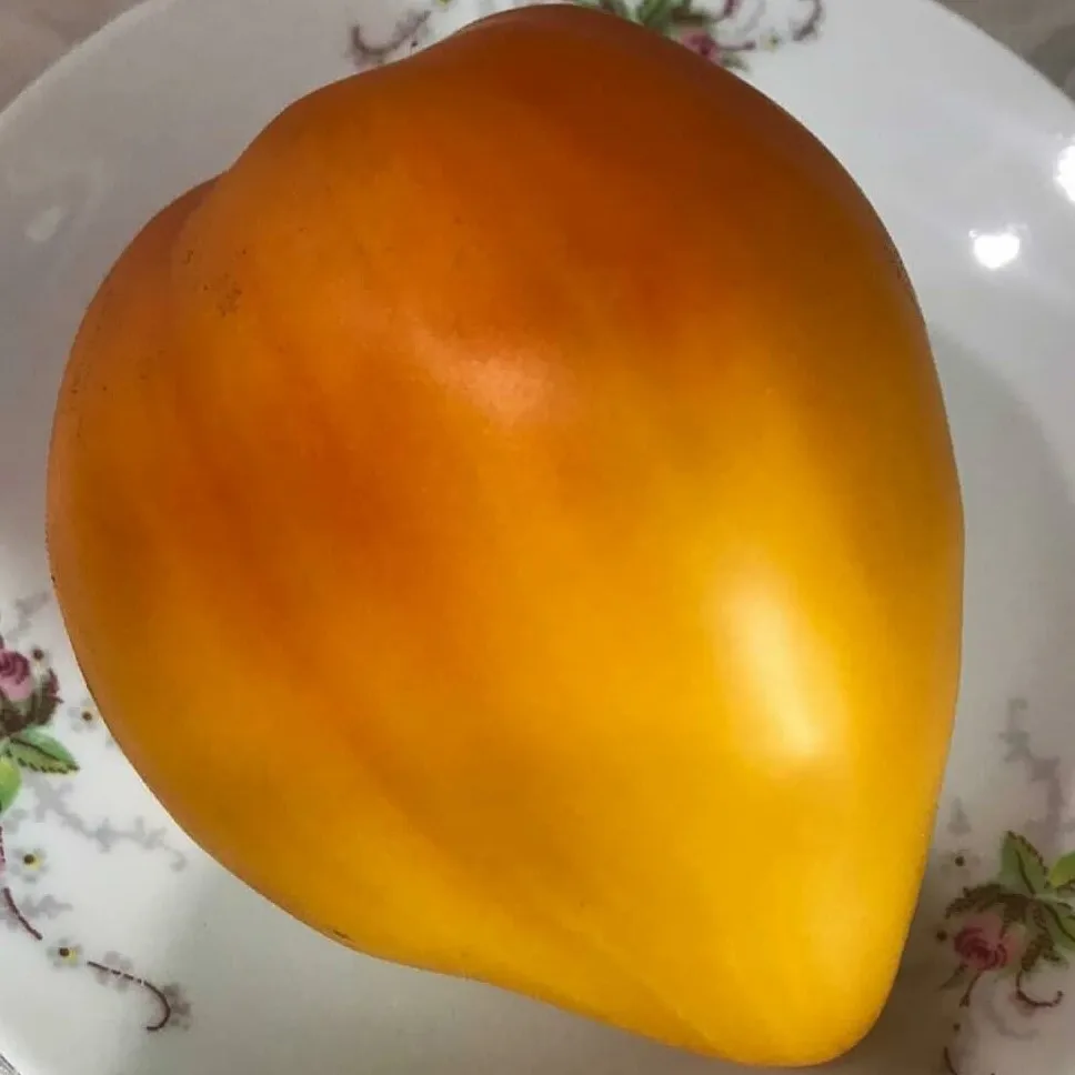 томат янтарный барон характеристика и описание. томат янтарный барон характеристика и описание. томат янтарный барон. томат янтарный барон. томат янтарный барон характеристика и описание.