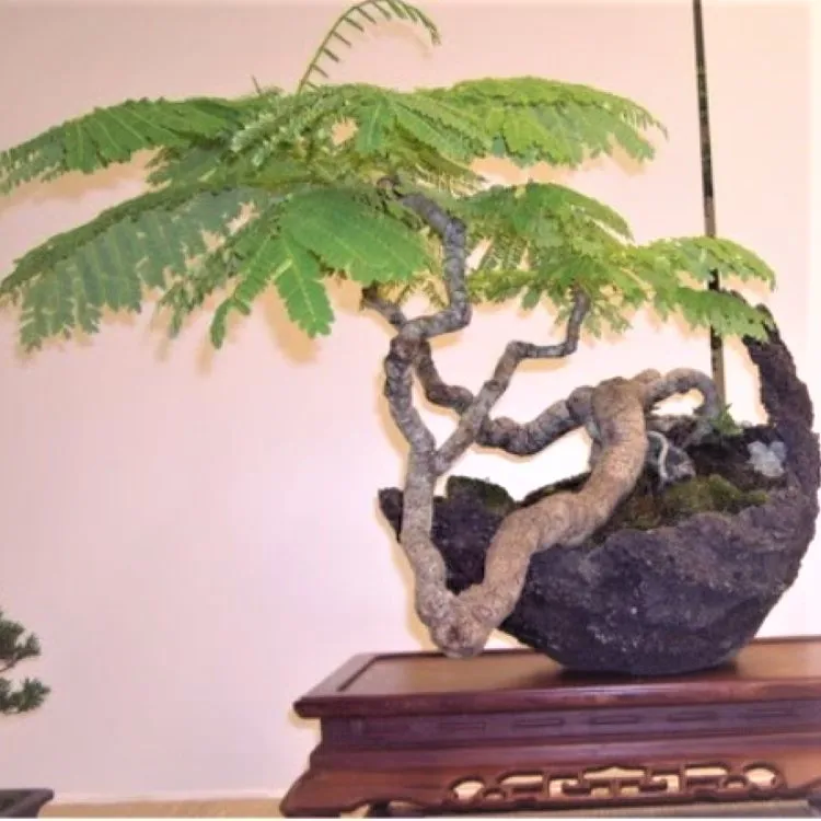 Делоникс бонсай. Делоникс бонсай. Делоникс королевский бонсай. Делоникс из семян. Делоникс королевский бонсай.