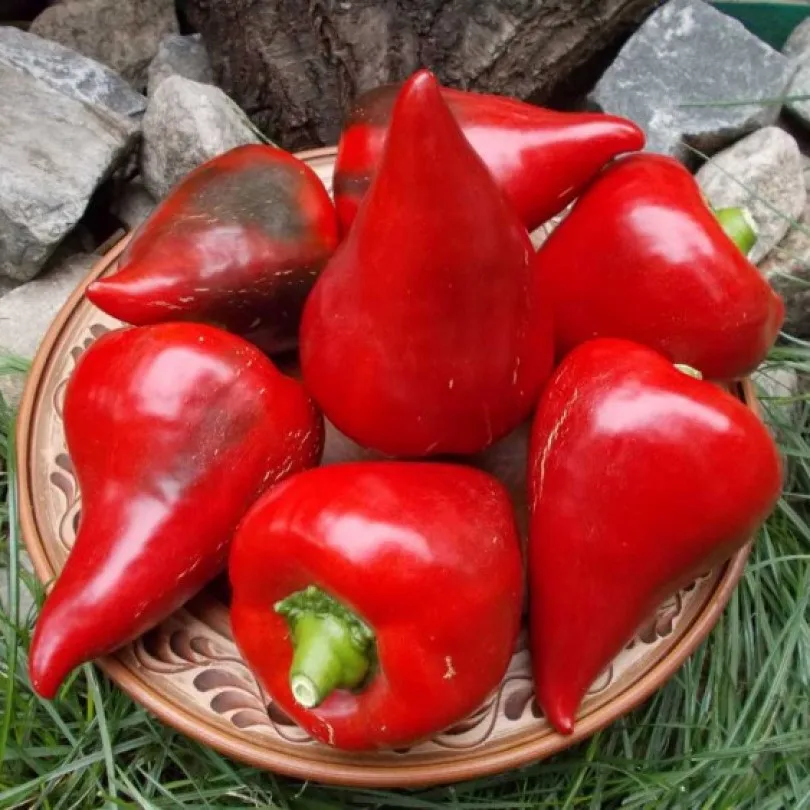 сладкий перец леси