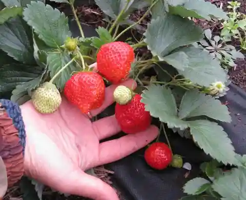 Клубника елизавета 2 описание фото