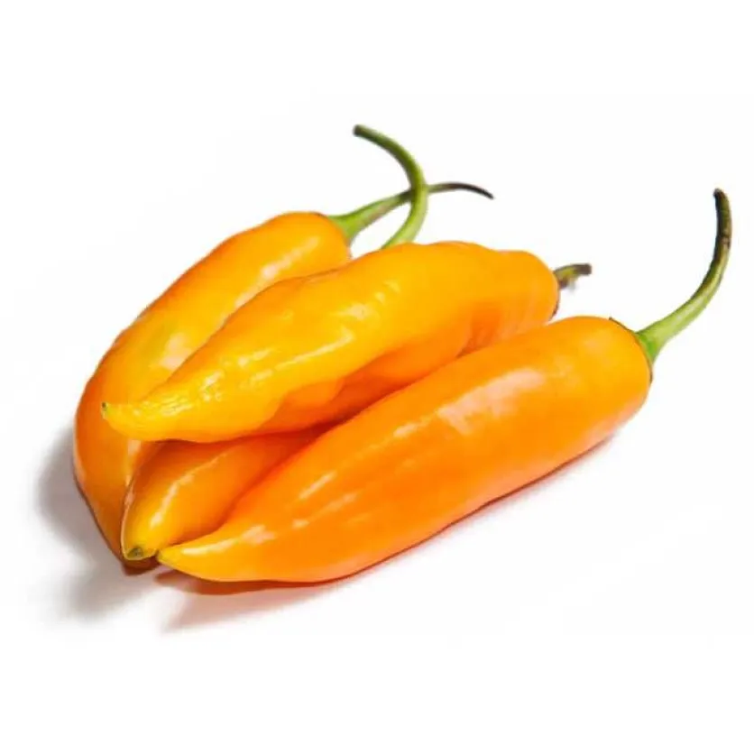 Aji Bitches