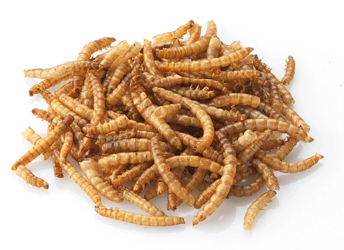 Живые Корма Для Птиц Купить