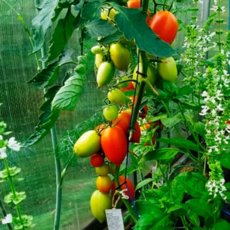 томат агрос хит f1 отзывы характеристика