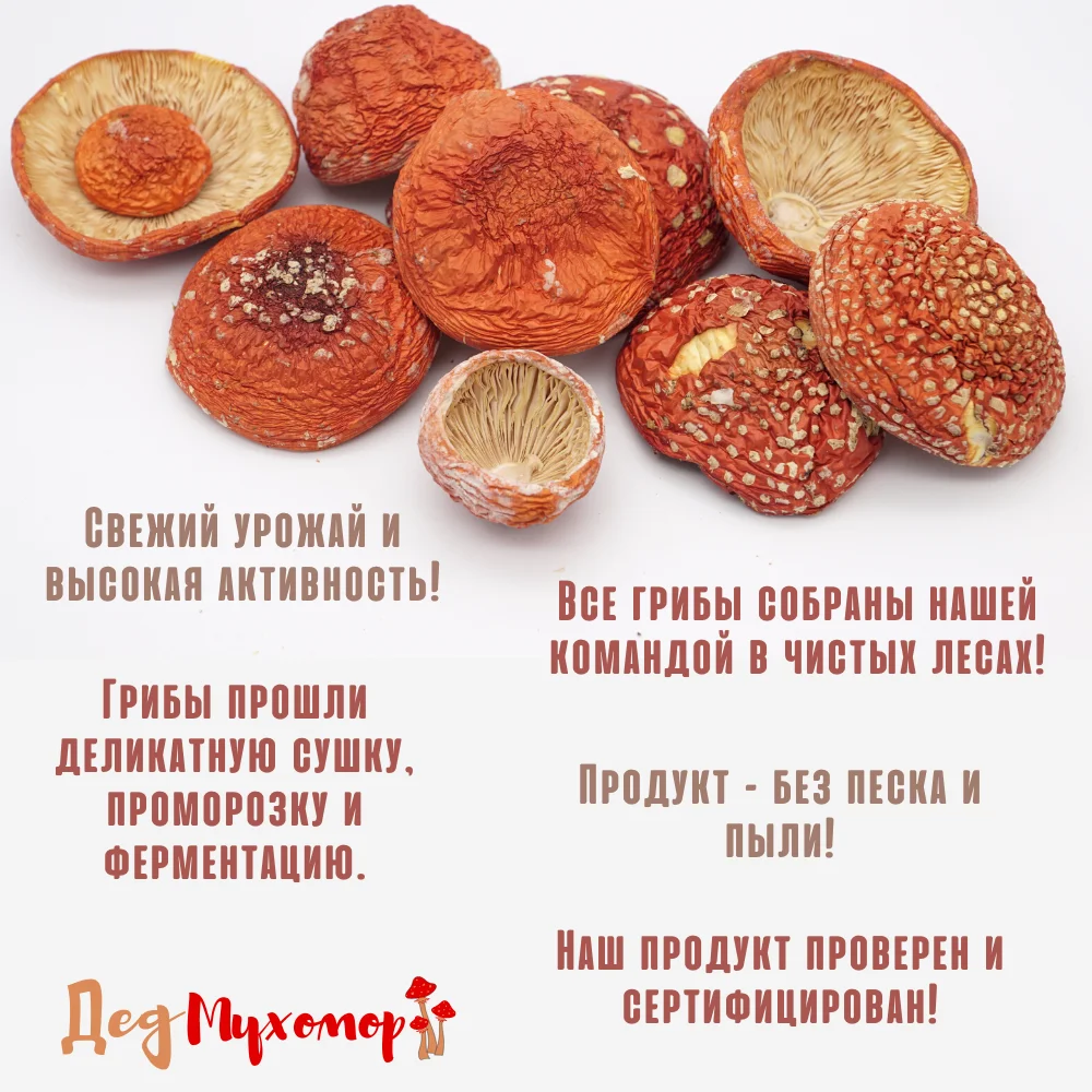 Фото Красный сушеный мухомор в капсулах для микродозинга курс на 30 дн. (высокая активность, сбор Октябрь 2022 г.) №4