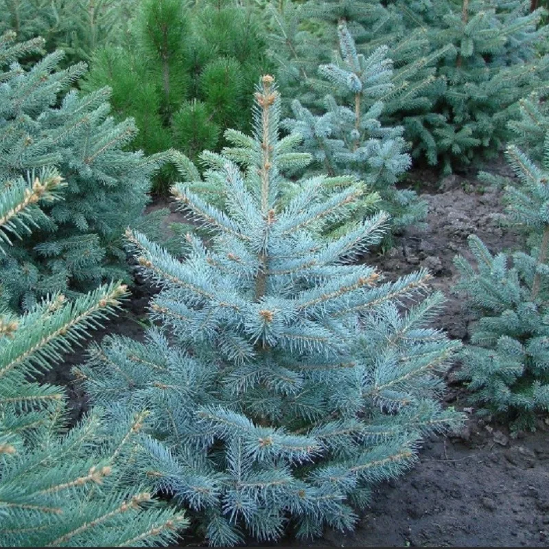 Ель мисти блю. Ель мисти блю. Ель блю сидлинг. Как выглядит голубая ель. Как выглядит голубая ель.