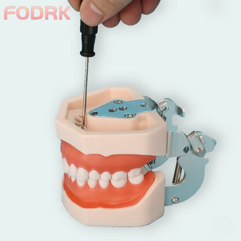 

Dental model Teeth model gum teeth Teaching Model Standard Dental Typodont Model Demonstration With Removable Tooth 200H