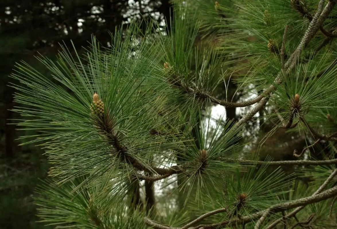 Сосна род хвойных. Сосна Роксбурга Pinus roxburghii. Сосна Болотная длиннохвойная. Сосна длиннохвойная, сосна Роксбурга. Pinus longifolia.