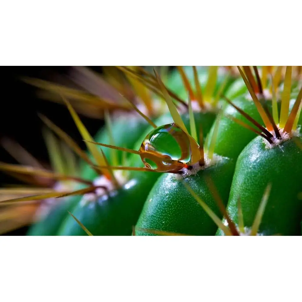 водяная иголка. кактус в пустыне. может ли кактус без воды. вода в кактусе. вода с кактусом.