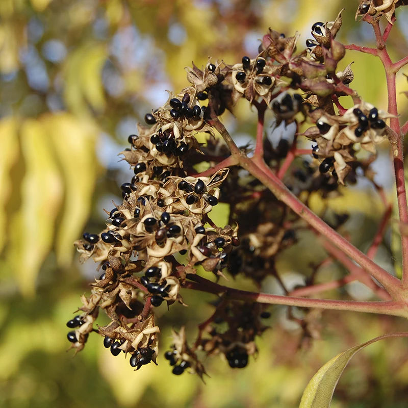 Эводия даниэля. Эводия даниэля купить семена. Эводия даниэля купить семена. Эводия даниэля дерево. ) t.