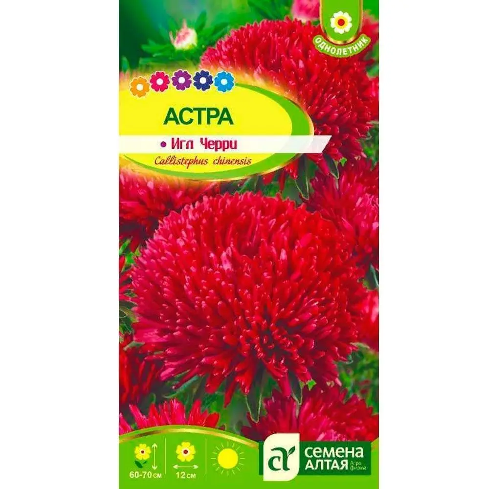 Астра Хризантелла Купить Семена
