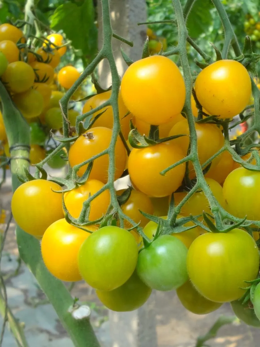 томат летнее солнце. томат summer sun. томат саммер сан семена. саммер сан фото. томат саммер сан семена.
