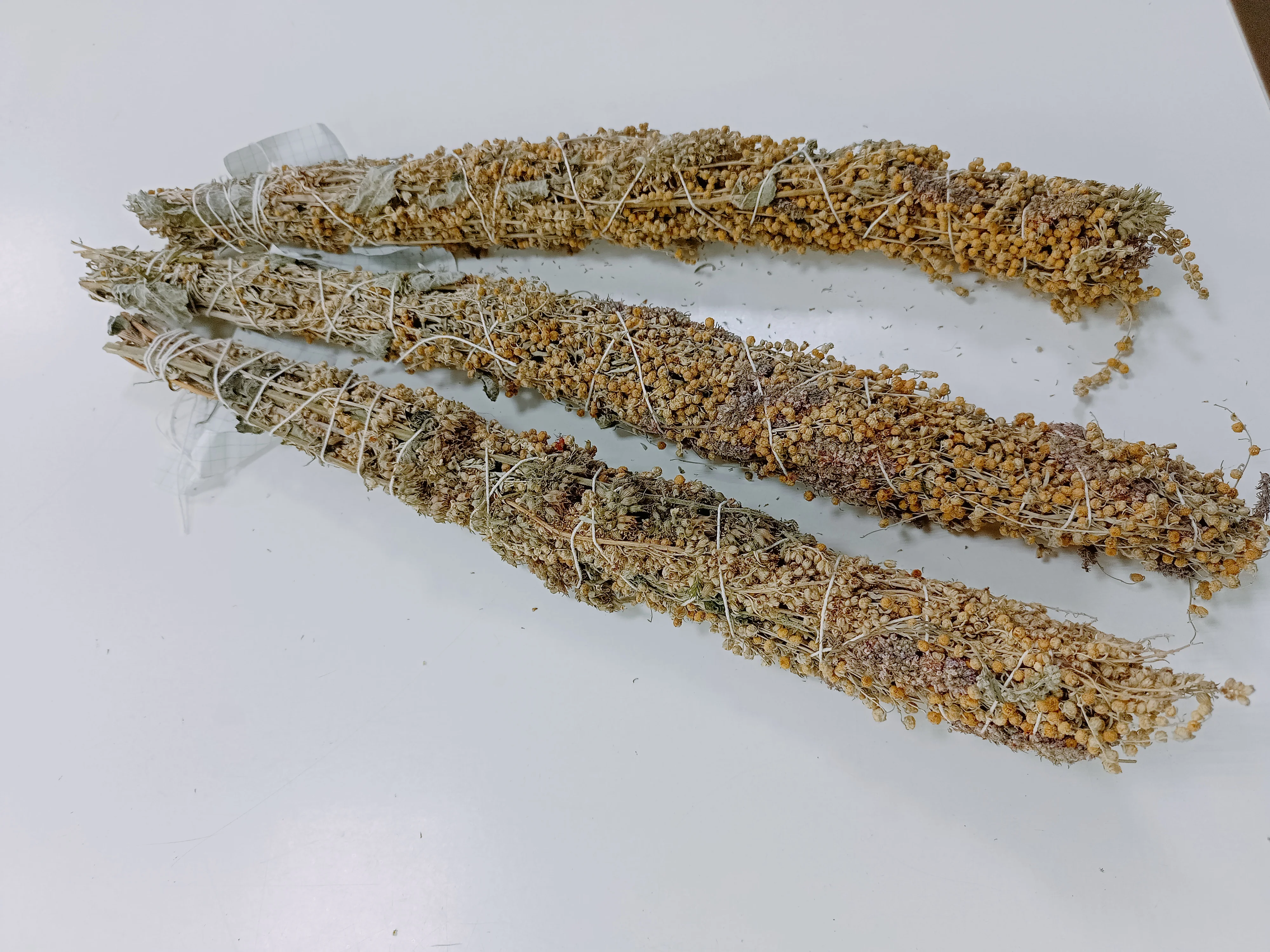 Полынь горькая (artemisia absinthium). Мята с полынью. Мята сорное растение. Мята с полынью. Мята перечная кубанская рассада.