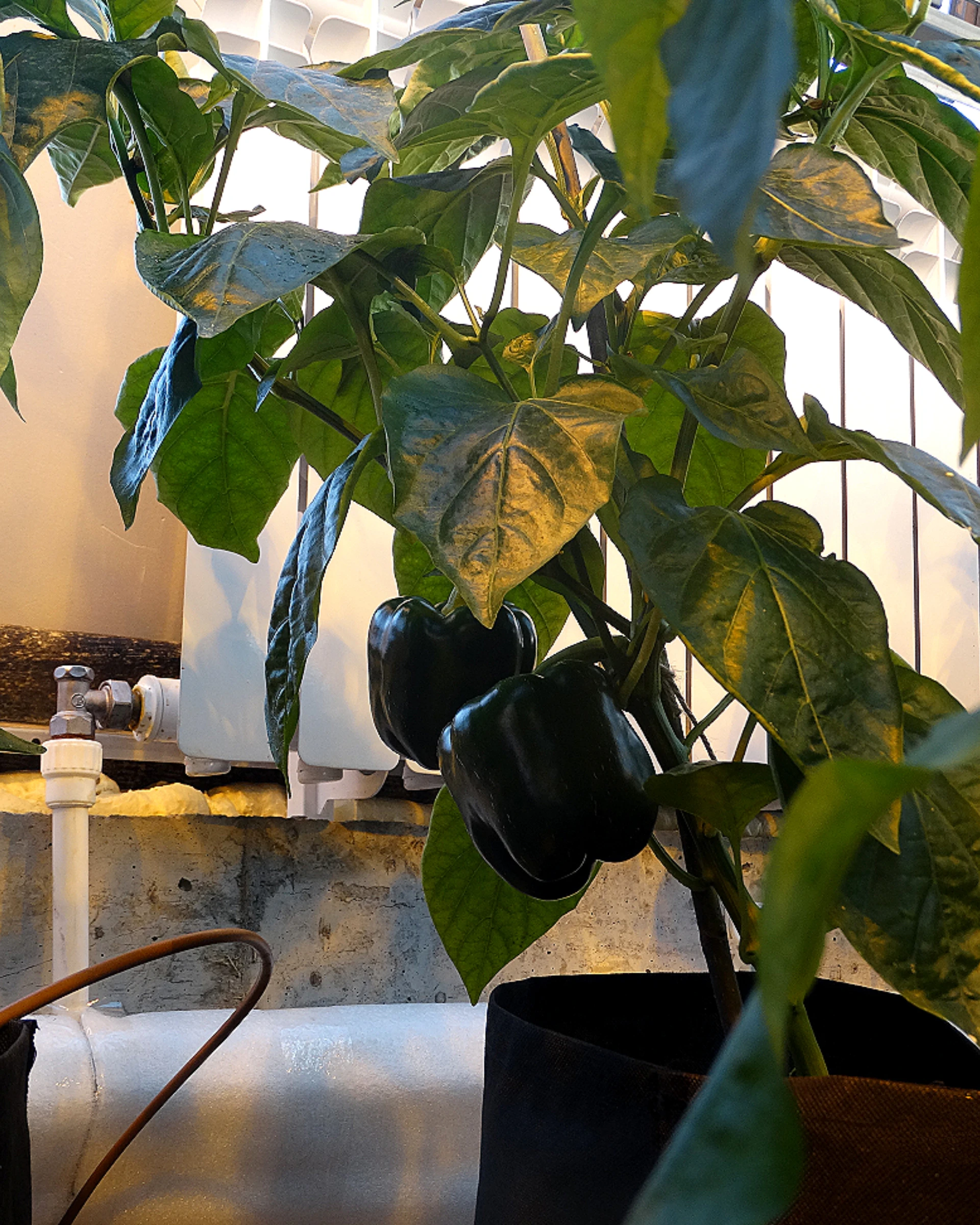 Тканевый горшок для растений Bag Pot Eco 20 л набор 10 шт многоразовый мешок grow bag